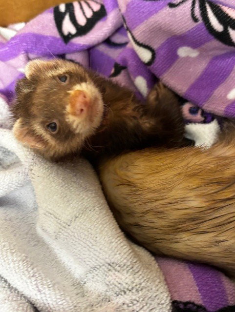 Nerry, Ferret (medium coat)