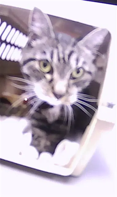 Jackie - Domestic Short Hair
