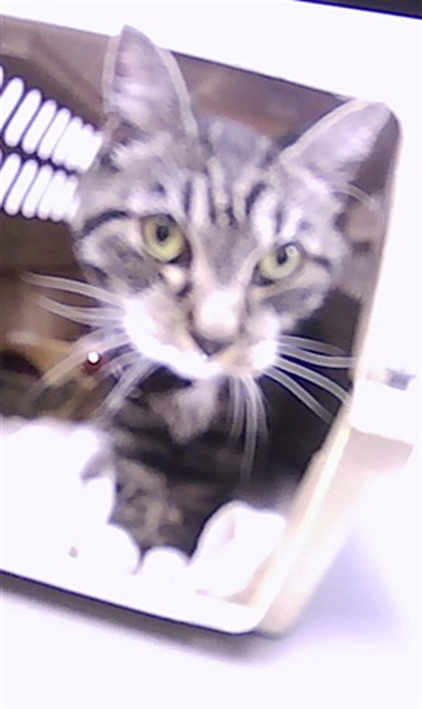Jackie, Domestic Short Hair (medium coat)