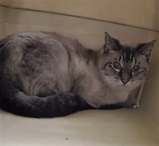 Puddy Cat - Domestic Short Hair