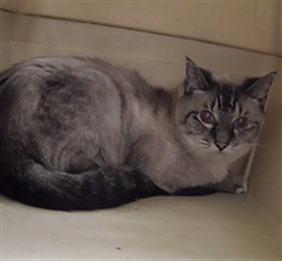 Puddy Cat