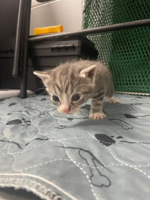 Pochacco - Domestic Short Hair