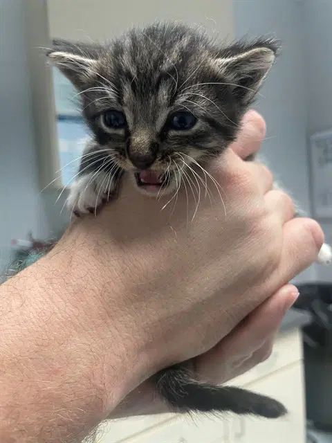Purin - Domestic Short Hair