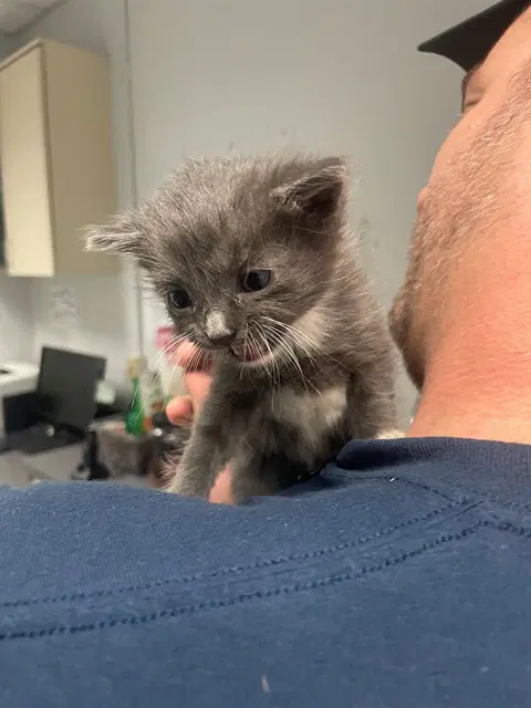 Keroppi - Domestic Short Hair