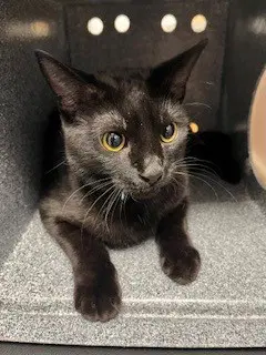 Binx - Domestic Short Hair