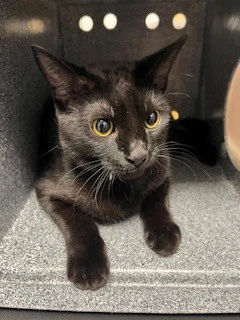 Binx