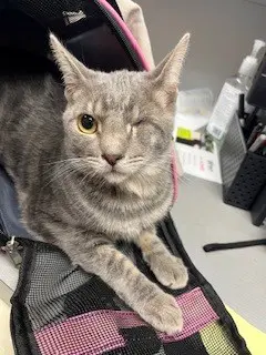 Wink - Domestic Short Hair