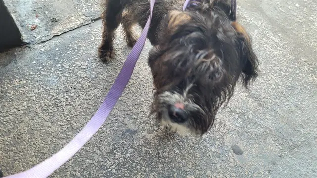 Stinky - Poodle (Standard)
