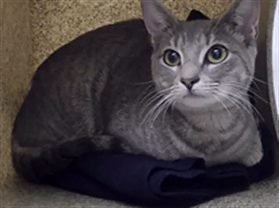 Mow - Domestic Short Hair