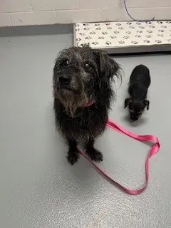 Cocoa - Terrier
