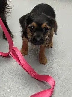 Buffy - Terrier