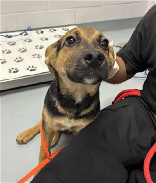 Hansel - German Shepherd Dog