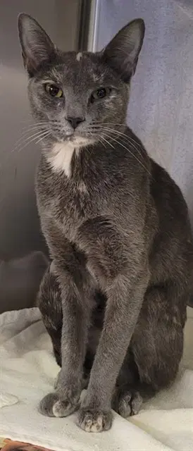 Misty - Domestic Short Hair