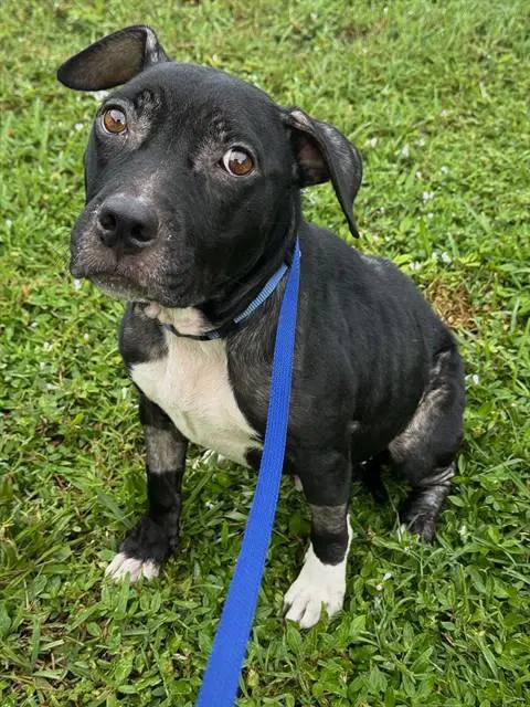 Ghost - Staffordshire Bull Terrier