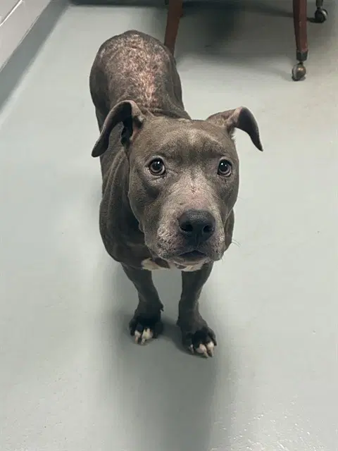 Gemma - Pit Bull Terrier