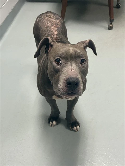 Gemma