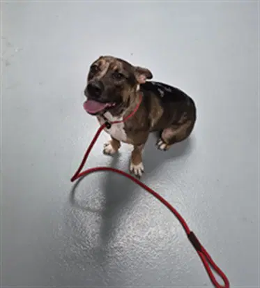 Jupiter - Pit Bull Terrier