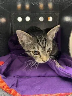 Edge - Domestic Short Hair