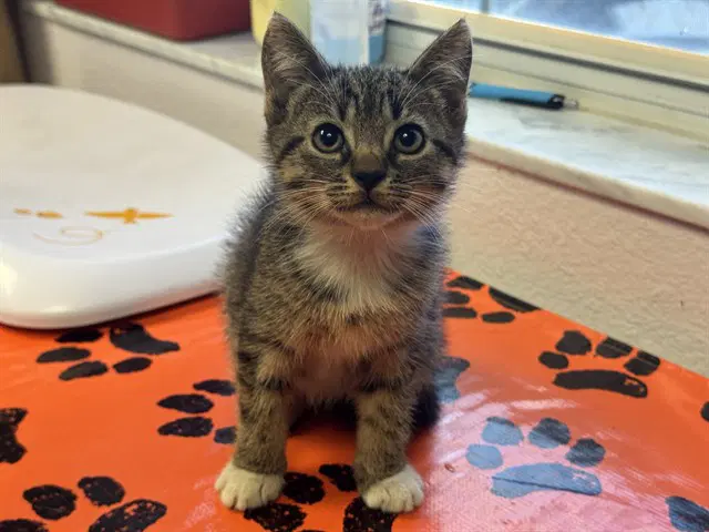 Grimm - Domestic Short Hair