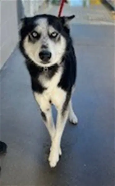 Viper - Siberian Husky