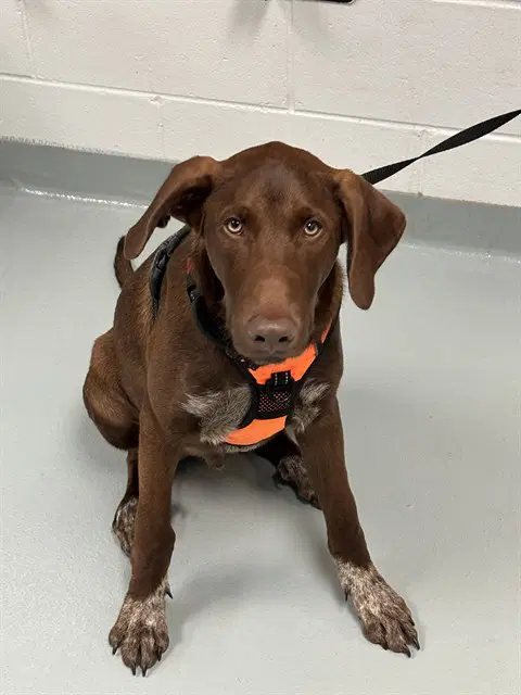 Ziggy - Labrador Retriever