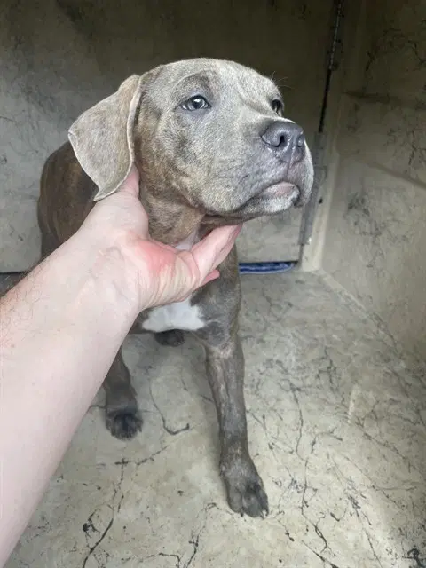 Peter - Pit Bull Terrier