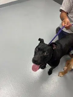 Gretel - Pit Bull Terrier