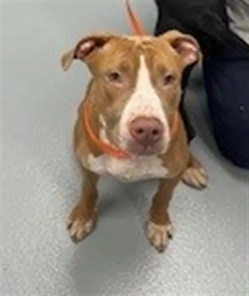 Hansel - Pit Bull Terrier