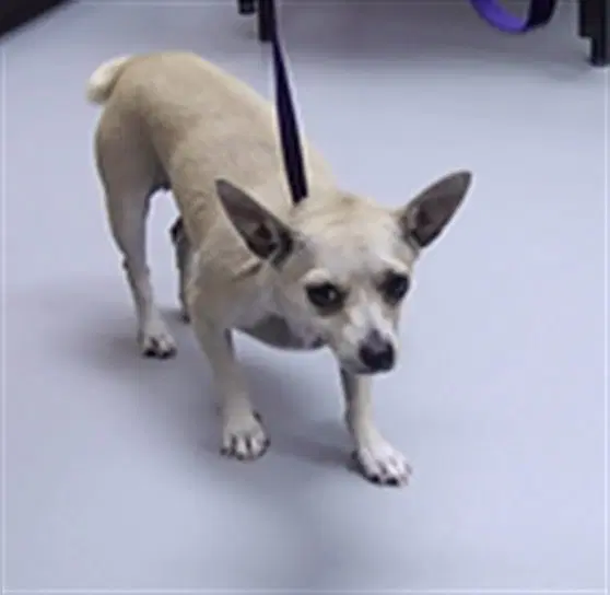 Gomez - Chihuahua