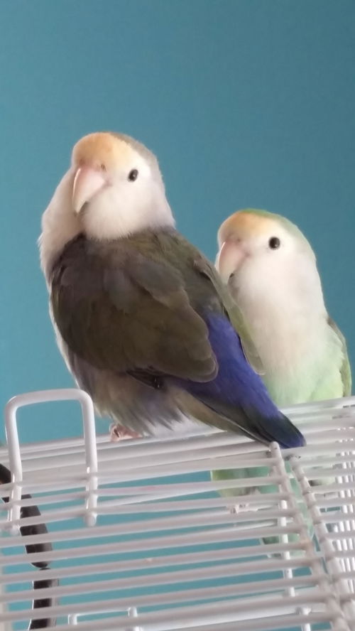 Luna and Sonny