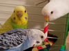 Snowball, Sherbet and Banana