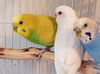 Snowball, Sherbet and Banana