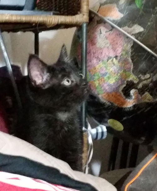 Chloe