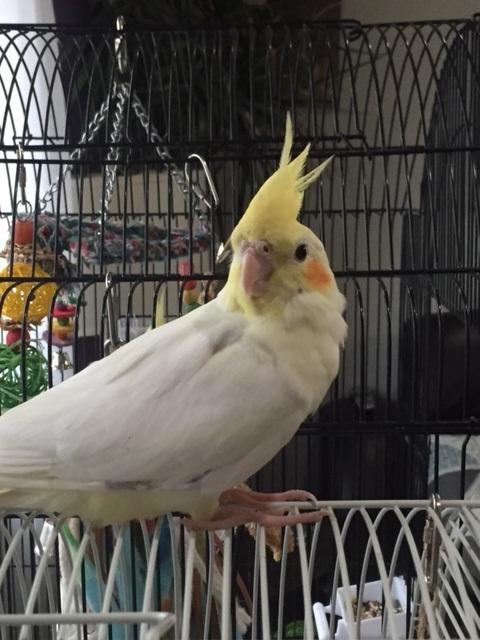 Lola
