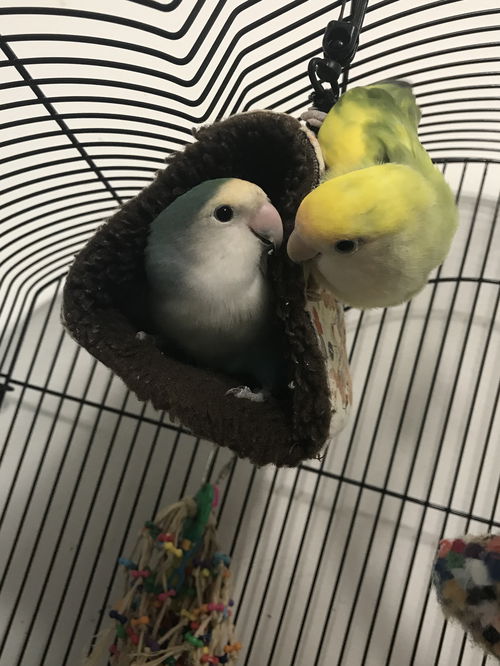 Petrie (Latino) Pip (Blue)