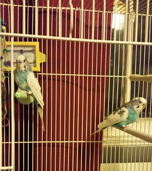Bert and Ernie