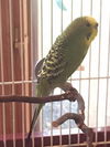 Pickle 2
