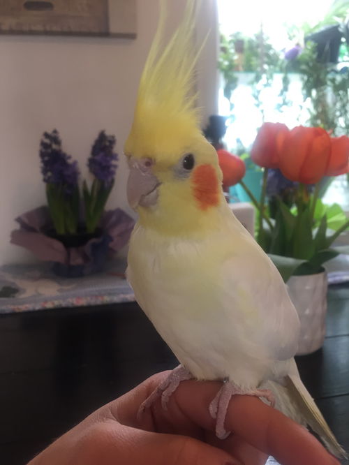 JoJo