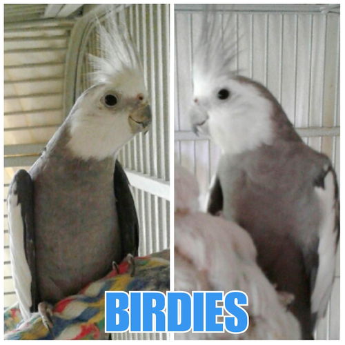 Birdies