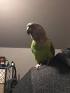 Lilly