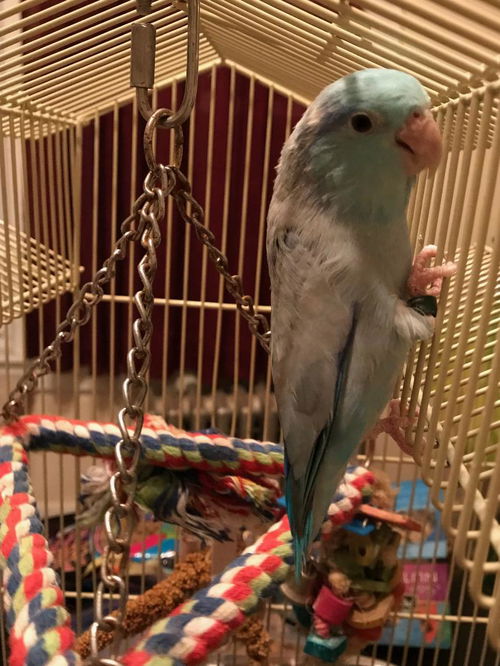 Blueberry