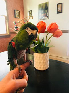 Max