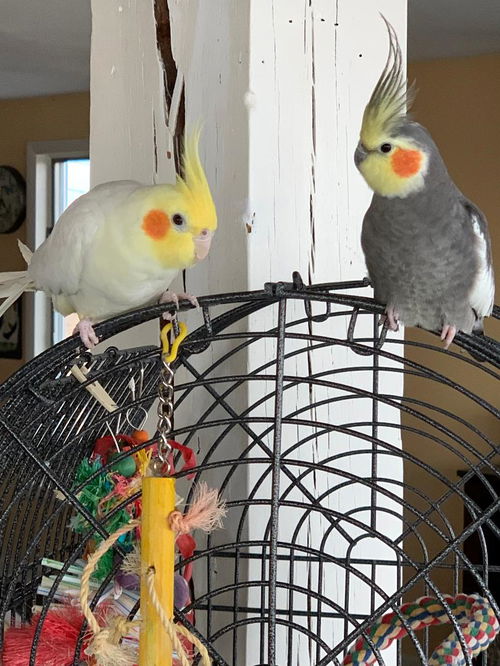 Merlin and Ulysses
