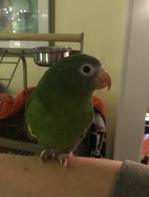Louie