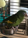 Louie