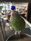 Louie