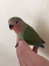 Chatty and Shy