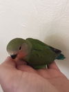 Chatty and Shy