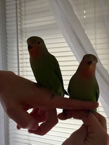 Chatty and Shy