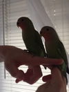 Chatty and Shy